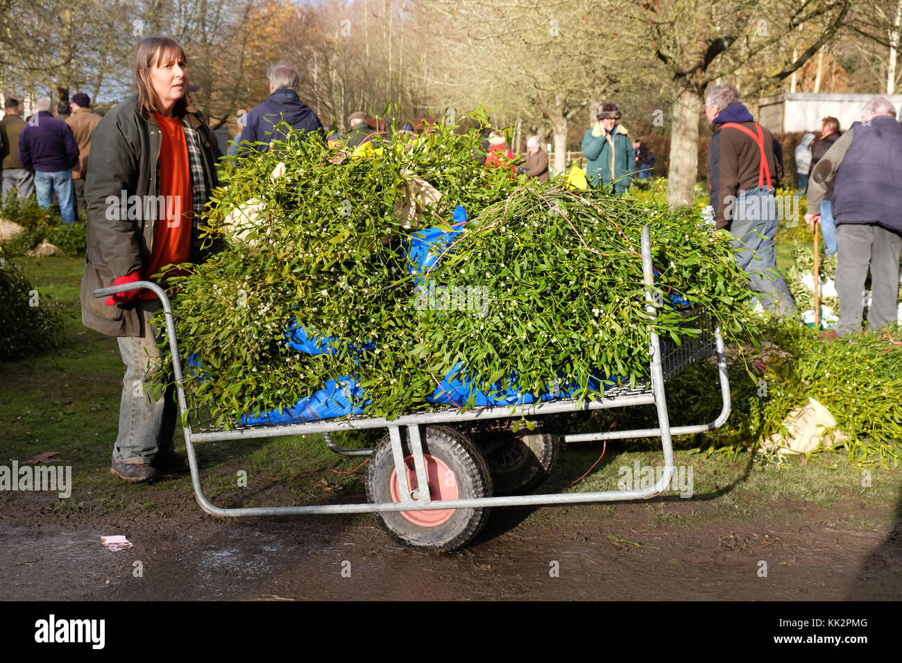Burford house, Tenbury Wells, worcestershire - martedì 28 novembre 2017 - Il primo Natale agrifoglio e vischio asta della stagione. vischio aste sono state organizzate a Tenbury Wells per oltre 160 anni. un acquirente trasporta i loro fasci di vischio via dopo l'asta su un nitido inverno mattina. foto steven maggio / alamy live news Foto Stock