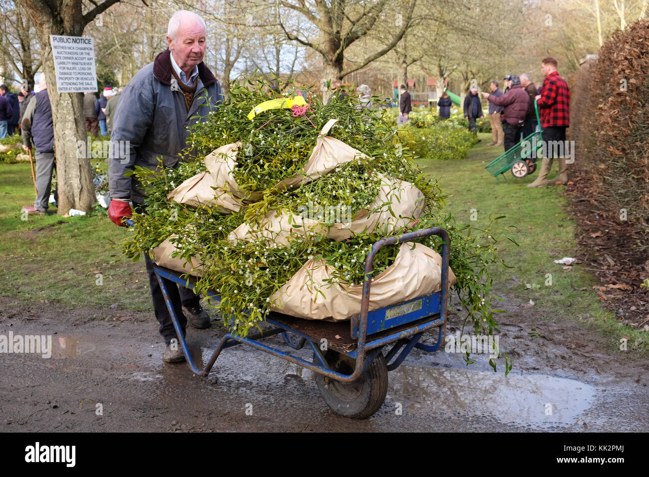 Burford house, Tenbury Wells, worcestershire - martedì 28 novembre 2017 - Il primo Natale agrifoglio e vischio asta della stagione. vischio aste sono state organizzate a Tenbury Wells per oltre 160 anni. un acquirente trasporta i loro fasci di vischio via dopo l'asta su un nitido inverno mattina. foto steven maggio / alamy live news Foto Stock