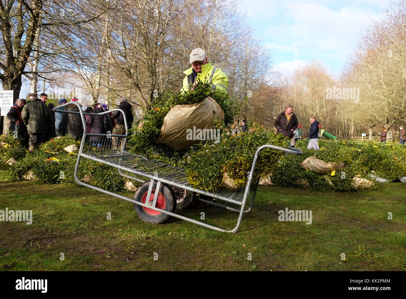 Burford house, Tenbury Wells, worcestershire - martedì 28 novembre 2017 - Il primo Natale agrifoglio e vischio asta della stagione. vischio aste sono state organizzate a Tenbury Wells per oltre 160 anni. un acquirente trasporta i loro fasci di vischio via dopo l'asta su un nitido inverno mattina. foto steven maggio / alamy live news Foto Stock