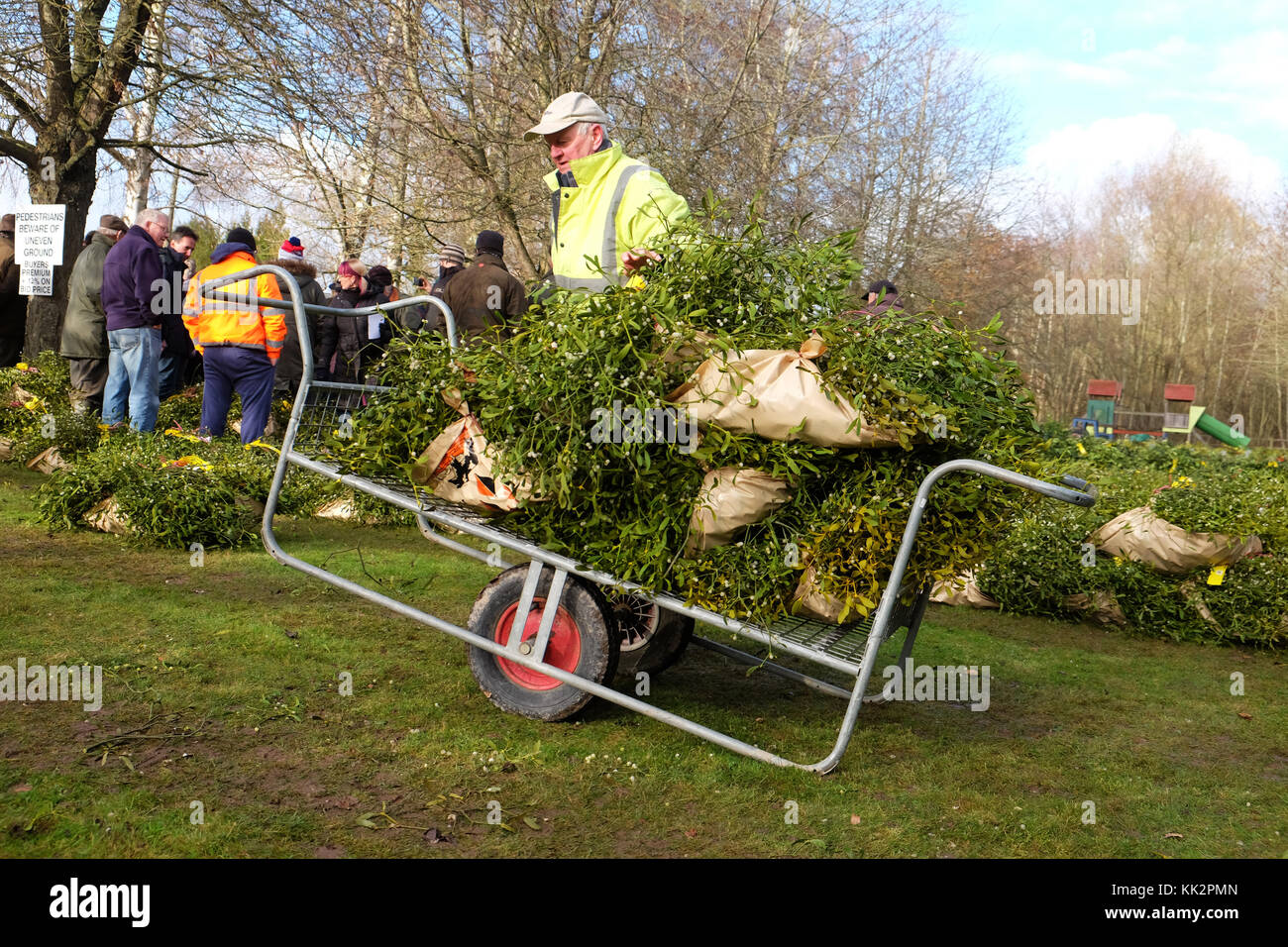 Burford house, Tenbury Wells, worcestershire - martedì 28 novembre 2017 - Il primo Natale agrifoglio e vischio asta della stagione. vischio aste sono state organizzate a Tenbury Wells per oltre 160 anni. un acquirente carichi i loro fasci di vischio via dopo l'asta su un nitido inverno mattina. foto steven maggio / alamy live news Foto Stock