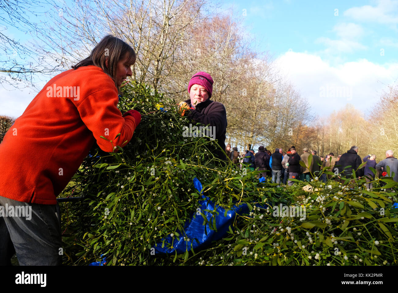 Burford house, Tenbury Wells, worcestershire - martedì 28 novembre 2017 - Il primo Natale agrifoglio e vischio asta della stagione. vischio aste sono state organizzate a Tenbury Wells per oltre 160 anni. acquirenti lotta per caricare i loro fasci di vischio su un carrello dopo l'asta su un nitido inverno mattina. foto steven maggio / alamy live news Foto Stock