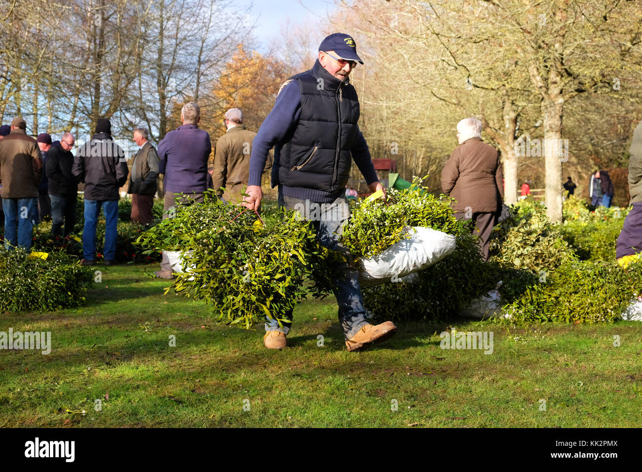 Burford house, Tenbury Wells, worcestershire - martedì 28 novembre 2017 - Il primo Natale agrifoglio e vischio asta della stagione. vischio aste sono state organizzate a Tenbury Wells per oltre 160 anni. un acquirente trasporta i loro fasci di vischio via dopo l'asta su un nitido inverno mattina. foto steven maggio / alamy live news Foto Stock