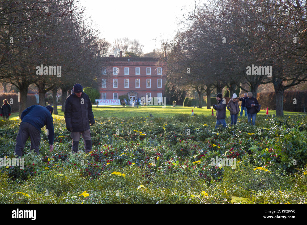 Tenbury Wells, Regno Unito. 28 Novembre, 2017. Gli acquirenti del Regno Unito il gregge a Burford House, vicino a Tenbury Wells, per l annuale vischio e agrifoglio asta. Gli acquirenti sono qui visto esterno di ispezione di lotti per finalizzare la propria scelta prima della gara di appalto ha inizio. Credito: Lee Hudson/Alamy Live News Foto Stock