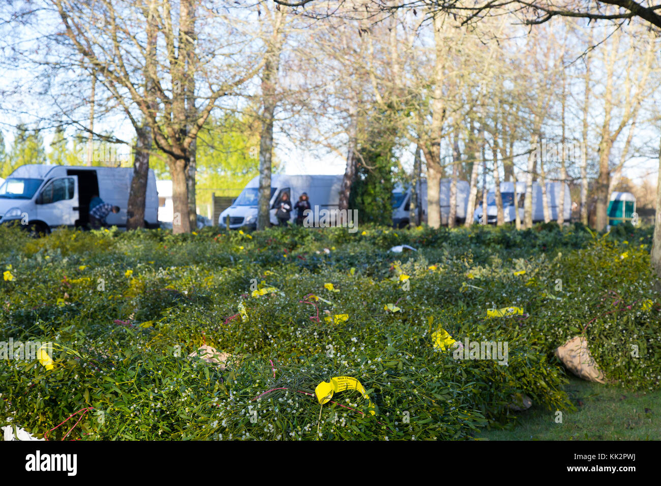 Tenbury Wells, Regno Unito. 28 Novembre, 2017. Gli acquirenti del Regno Unito affollano la città Worcestershire, Tenbury Wells, per l annuale vischio e agrifoglio asta. Con tali enormi fasci dei migliori fogliame sempreverde, carico di frutti di bosco, questo importante evento festivo attira gli acquirenti su scala nazionale. Credito: Lee Hudson/Alamy Live News Foto Stock