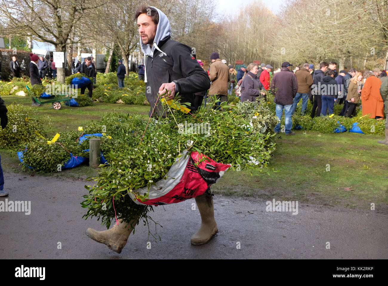 Burford house, Tenbury Wells, worcestershire - martedì 28 novembre 2017 - Il primo Natale agrifoglio e vischio asta della stagione. vischio aste sono state organizzate a Tenbury Wells per oltre 160 anni. Una coppia porta il suo carico di vischio dopo l'asta su un nitido inverno mattina. Credito: Steven maggio/alamy live news Foto Stock