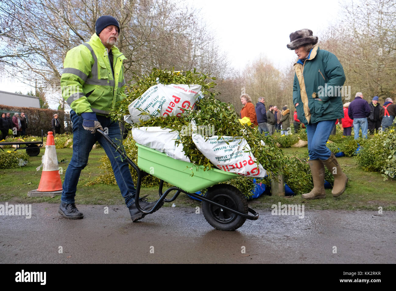 Burford house, Tenbury Wells, worcestershire - martedì 28 novembre 2017 - Il primo Natale agrifoglio e vischio asta della stagione. vischio aste sono state organizzate a Tenbury Wells per oltre 160 anni. un acquirente guide loro carriola con vischio dopo l'asta su un nitido inverno mattina. Credito: Steven maggio/alamy live news Foto Stock