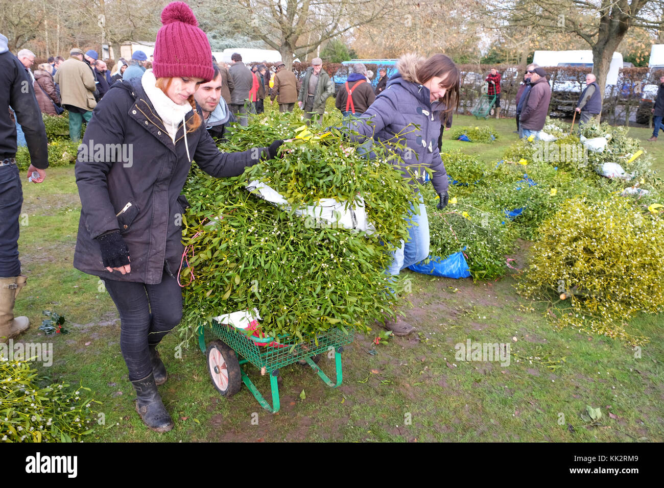 Burford house, Tenbury Wells, worcestershire - martedì 28 novembre 2017 - Il primo Natale agrifoglio e vischio asta della stagione invernale. vischio aste sono state organizzate a Tenbury Wells per oltre 160 anni. acquirenti spingere i loro carrello con una montagna di vischio dopo l'asta su un nitido inverno mattina. Credito: Steven maggio/alamy live news Foto Stock