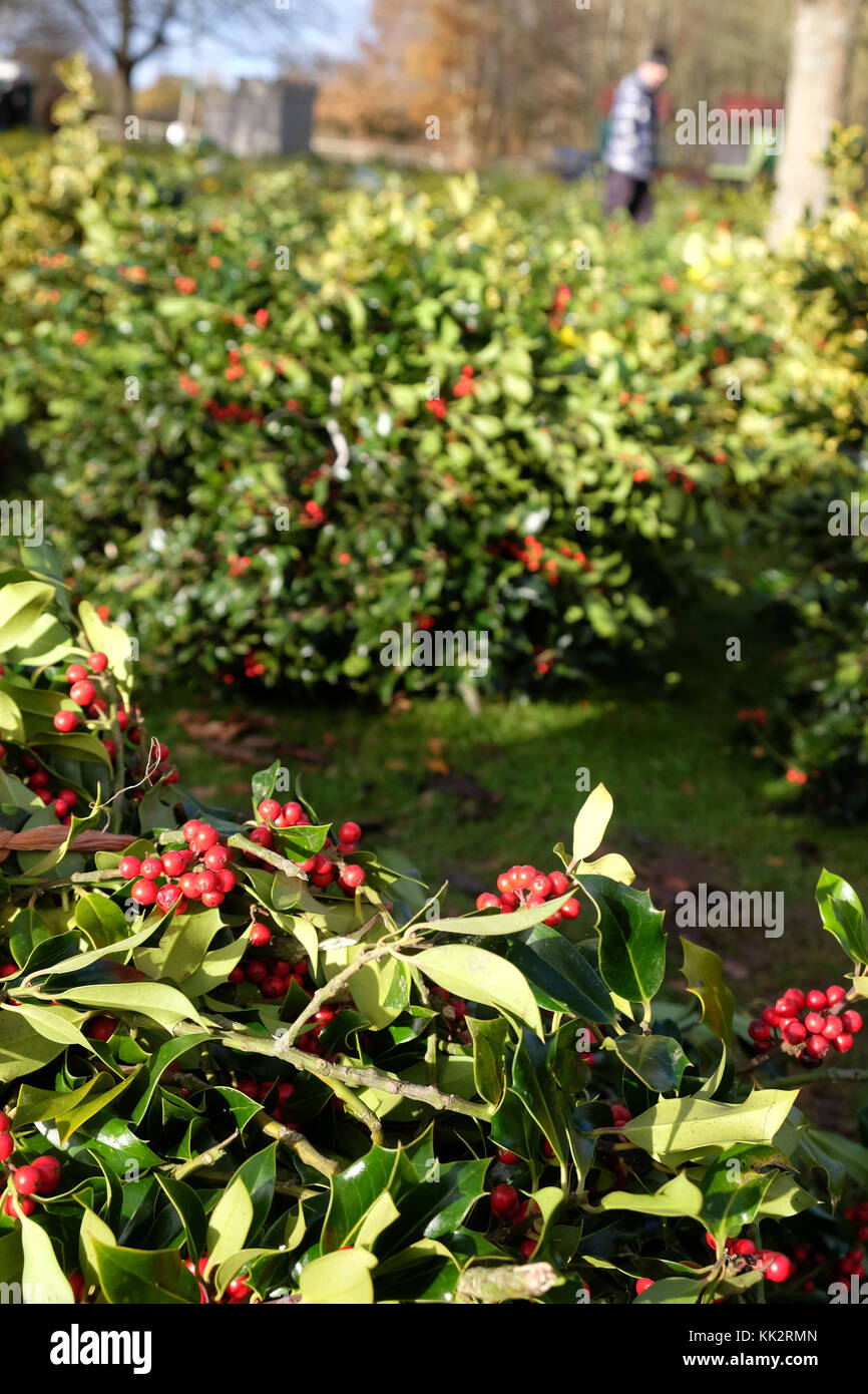 Burford house, Tenbury Wells, worcestershire - martedì 28 novembre 2017 - Il primo Natale agrifoglio e vischio asta della stagione invernale. vischio aste sono state organizzate a Tenbury Wells per oltre 160 anni. un acquirente naviga tra le righe di agrifoglio e vischio su un nitido inverno mattina. Credito: Steven maggio/alamy live news Foto Stock