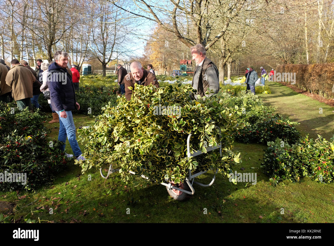 Burford house, Tenbury Wells, worcestershire - martedì 28 novembre 2017 - Il primo Natale agrifoglio e vischio asta della stagione invernale. vischio aste sono state organizzate a Tenbury Wells per oltre 160 anni. acquirenti caricare i loro carrello con holly dopo l'asta su un nitido inverno mattina. Credito: Steven maggio/alamy live news Foto Stock