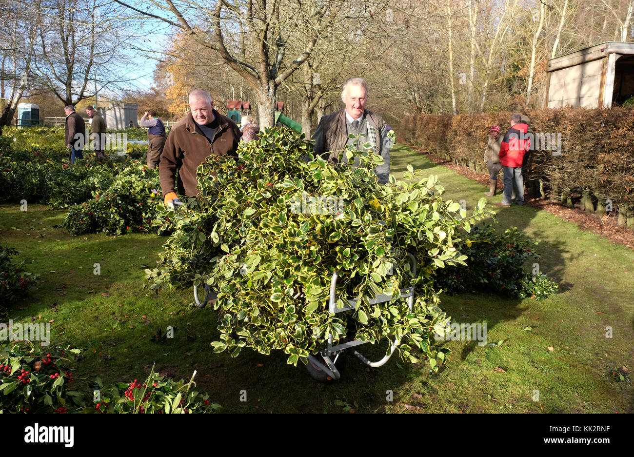 Burford house, Tenbury Wells, worcestershire - martedì 28 novembre 2017 - Il primo Natale agrifoglio e vischio asta della stagione invernale. vischio aste sono state organizzate a Tenbury Wells per oltre 160 anni. acquirenti spingere i loro carrello con una montagna di holly dopo l'asta su un nitido inverno mattina. Credito: Steven maggio/alamy live news Foto Stock