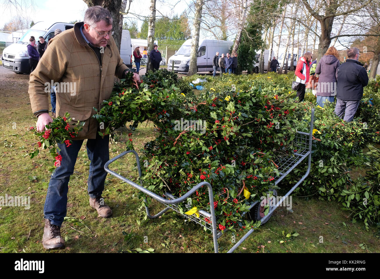 Burford house, Tenbury Wells, worcestershire - martedì 28 novembre 2017 - Il primo Natale agrifoglio e vischio asta della stagione invernale. vischio aste sono state organizzate a Tenbury Wells per oltre 160 anni. un acquirente carichi fino il suo carrello con holly dopo l'asta su un nitido inverno mattina. Credito: Steven maggio/alamy live news Foto Stock