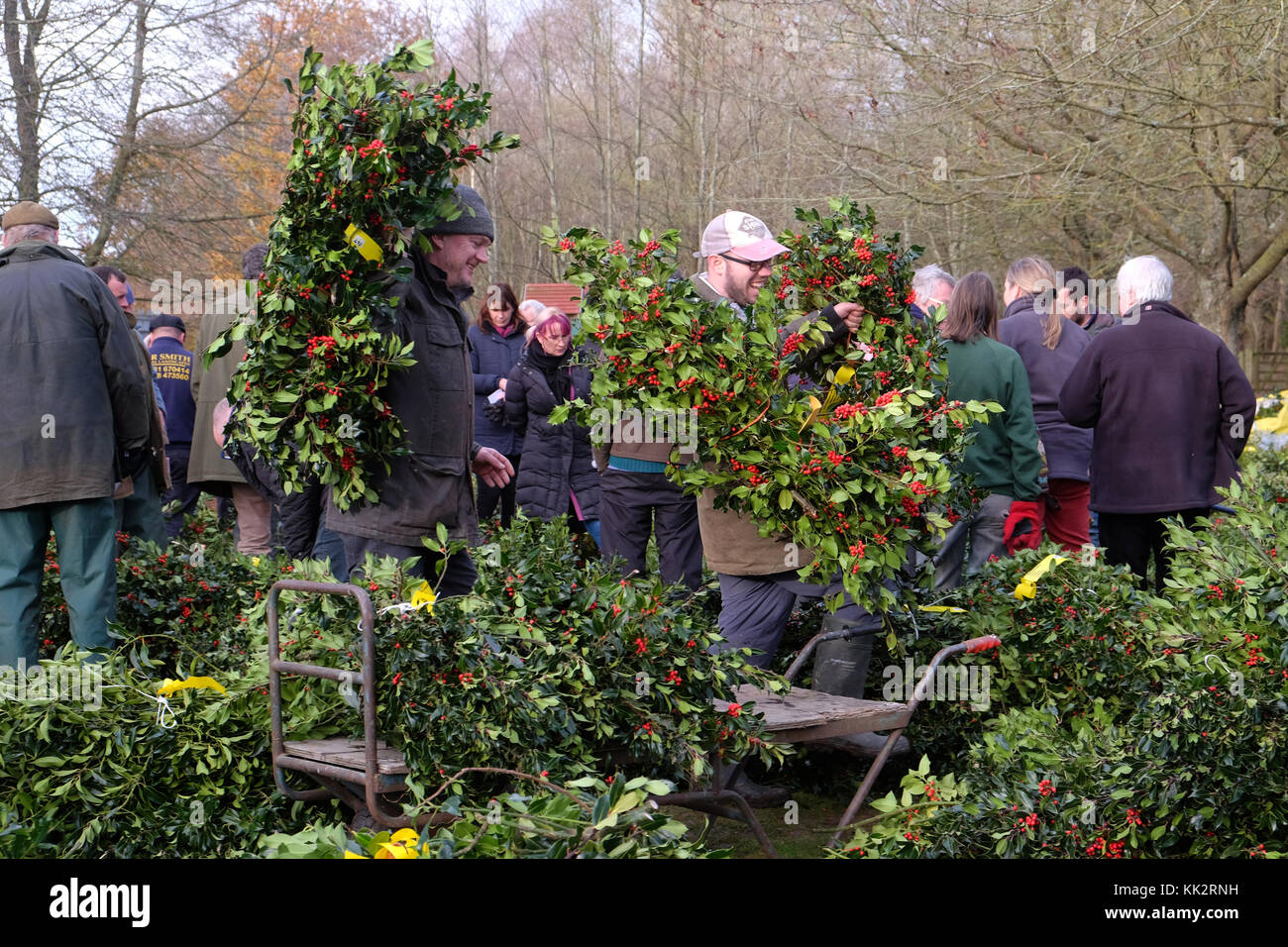 Burford house, Tenbury Wells, worcestershire - martedì 28 novembre 2017 - Il primo Natale agrifoglio e vischio asta della stagione invernale. vischio aste sono state organizzate a Tenbury Wells per oltre 160 anni. gli acquirenti a portare i loro fasci di holly dopo l'asta su un nitido inverno mattina. Credito: Steven maggio/alamy live news Foto Stock