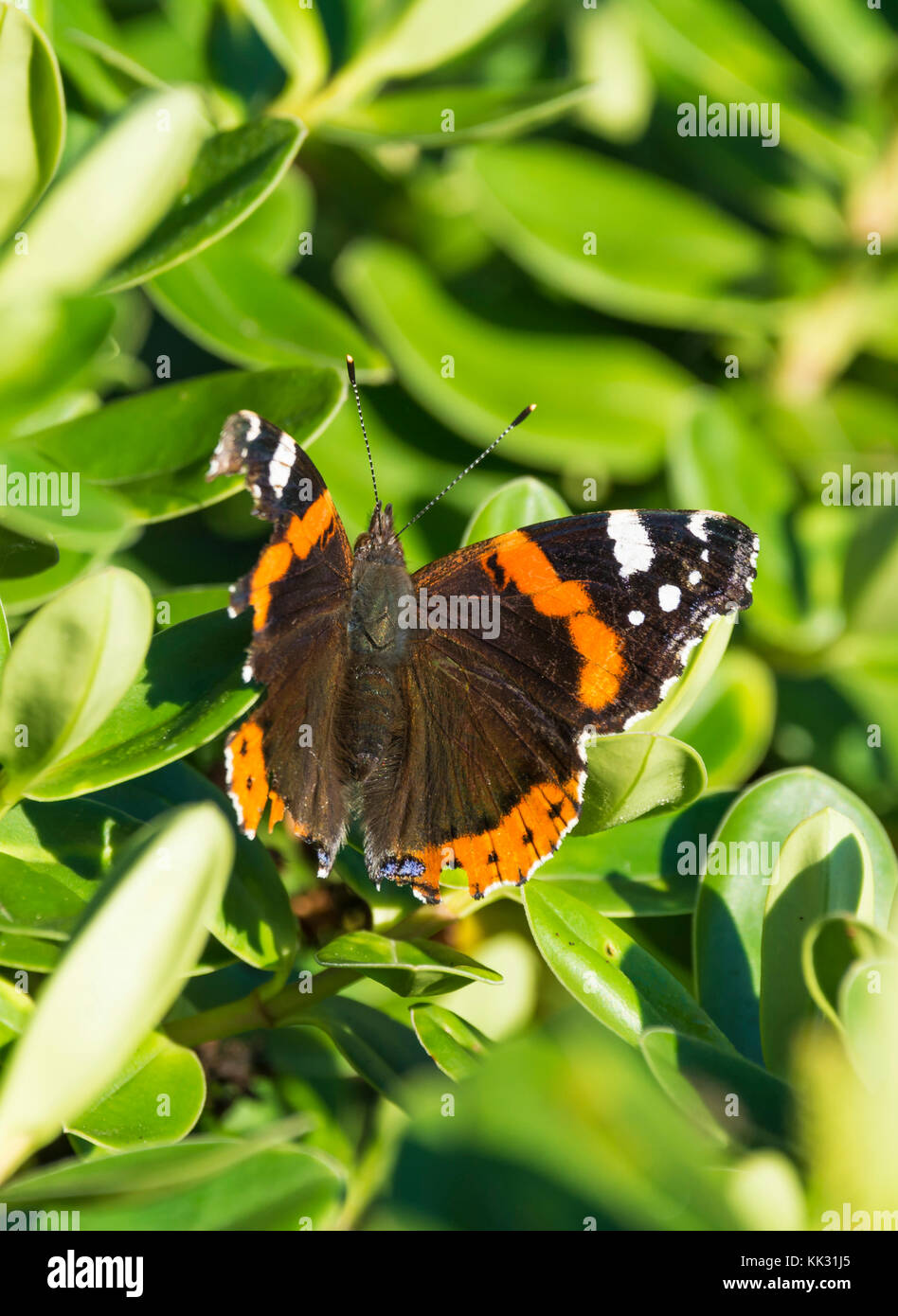 Red Admiral butterfly (Vanessa Atalanta, rosso ammirevole) in una struttura ad albero in autunno nel West Sussex, nel sud dell'Inghilterra, Regno Unito. Foto Stock