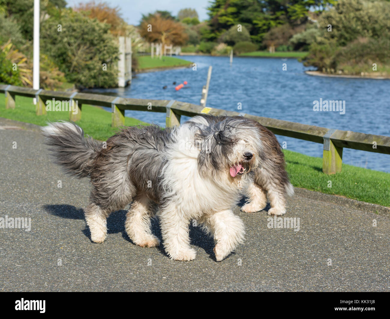 Old English Sheepdog attraversato con Border Collie, passeggiate al di fuori in una giornata di sole nel regno Unito. Foto Stock