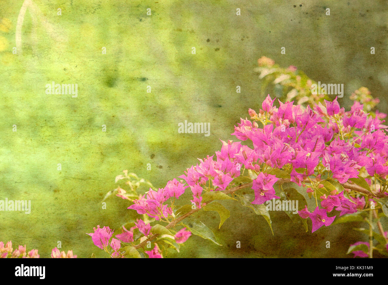 Hedge con fiori di colore rosa - texture Foto Stock