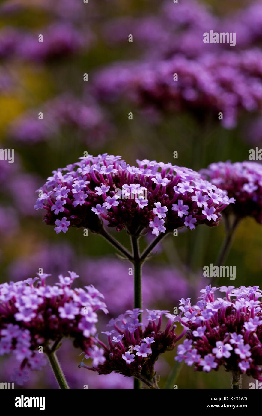 La verbena viola fiori in un giardino Foto Stock