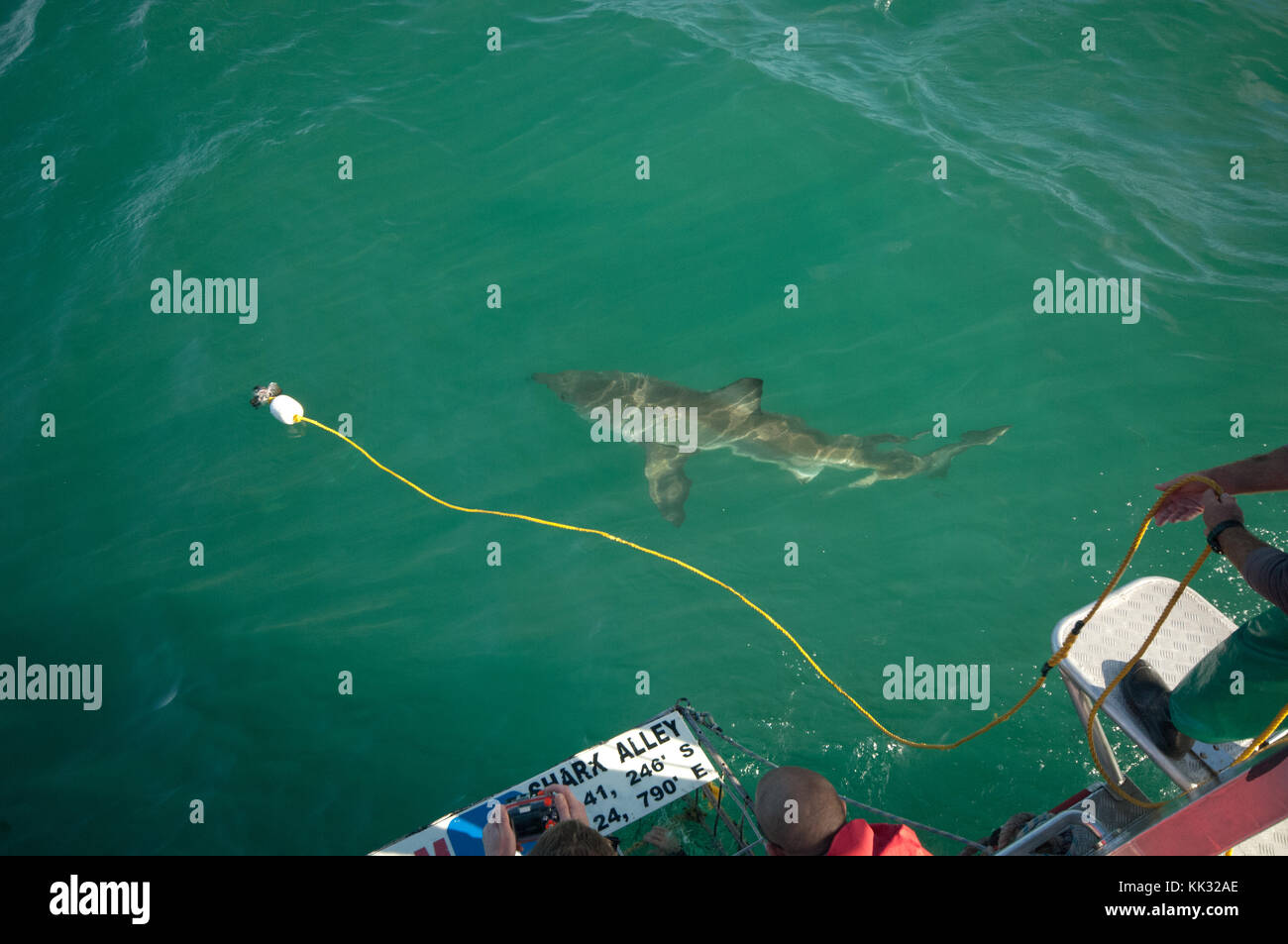 Il grande squalo bianco lo snorkeling è un'attrazione turistica in Sud Africa. Foto Stock