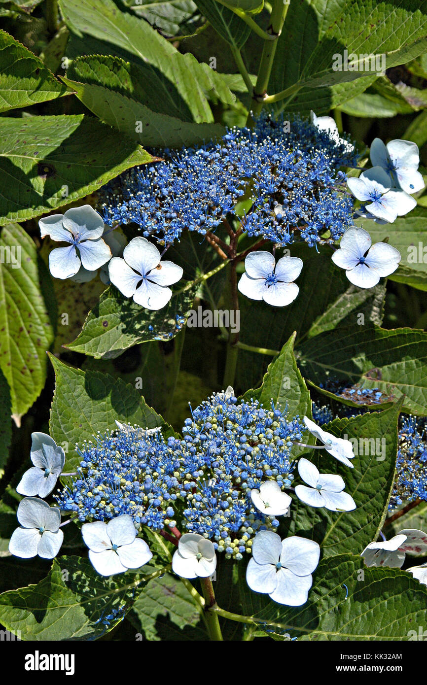 Primo piano di un blu e bianco lacecap ortensia (hortensia), Sao Miguel, isole Azzorre, Portogallo Foto Stock