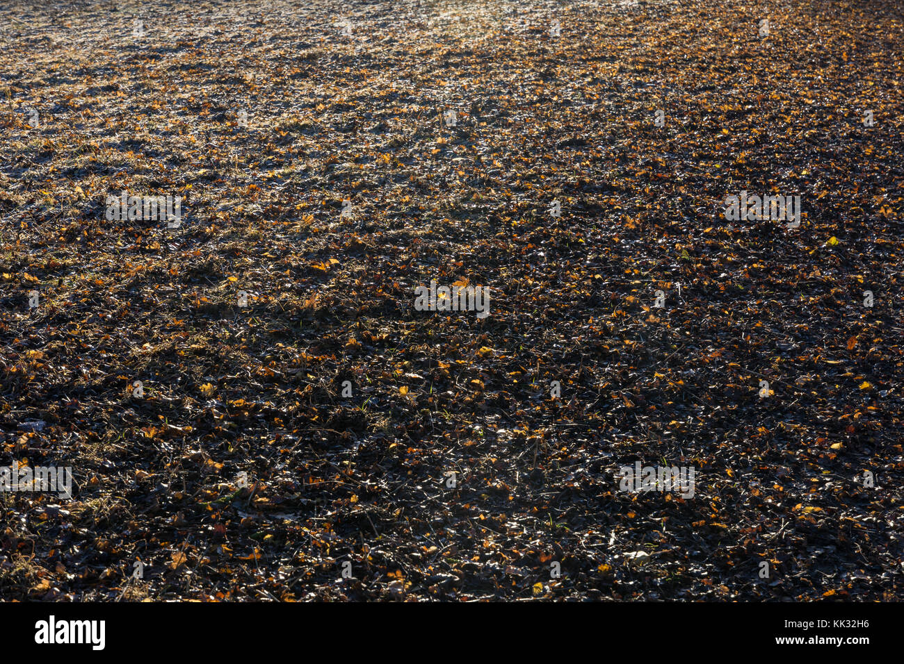 Inverno mattina a piedi in Cotswolds Foto Stock