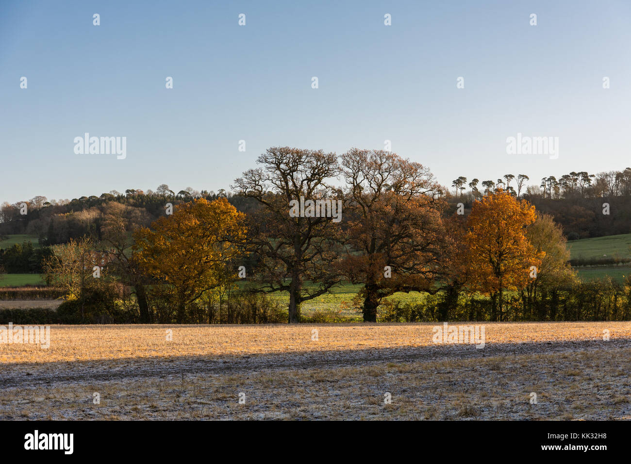 Inverno mattina a piedi in Cotswolds Foto Stock