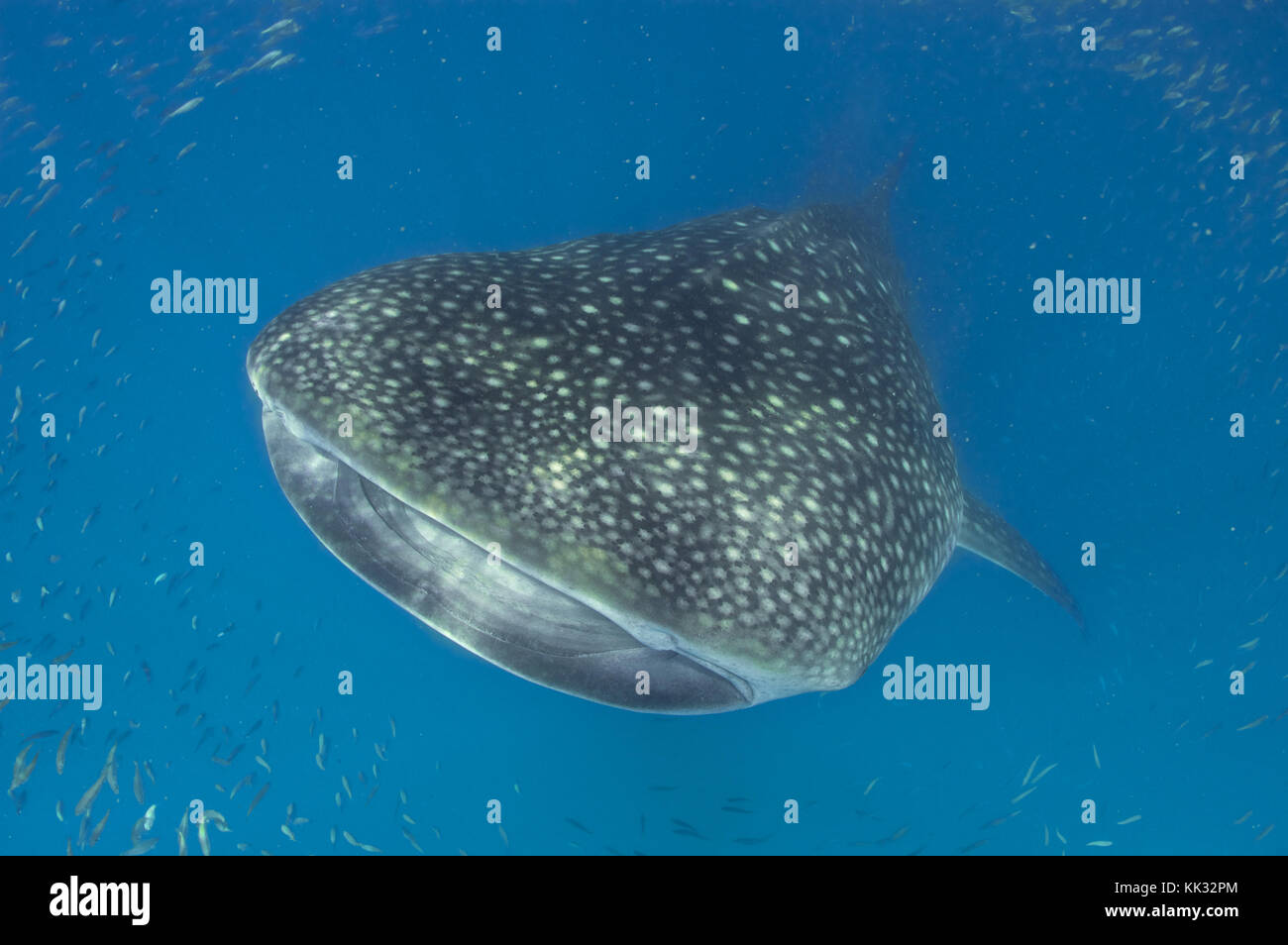 Whaleshark - Rhincodon typus - nuoto al largo della costa del Mozambico Foto Stock
