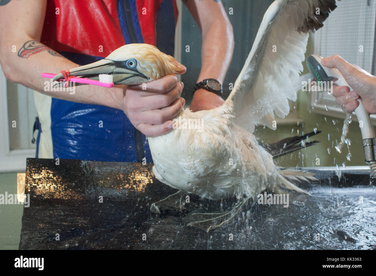 Northern gannet - morus bassanus - essere puliti in un animale centro di salvataggio Foto Stock