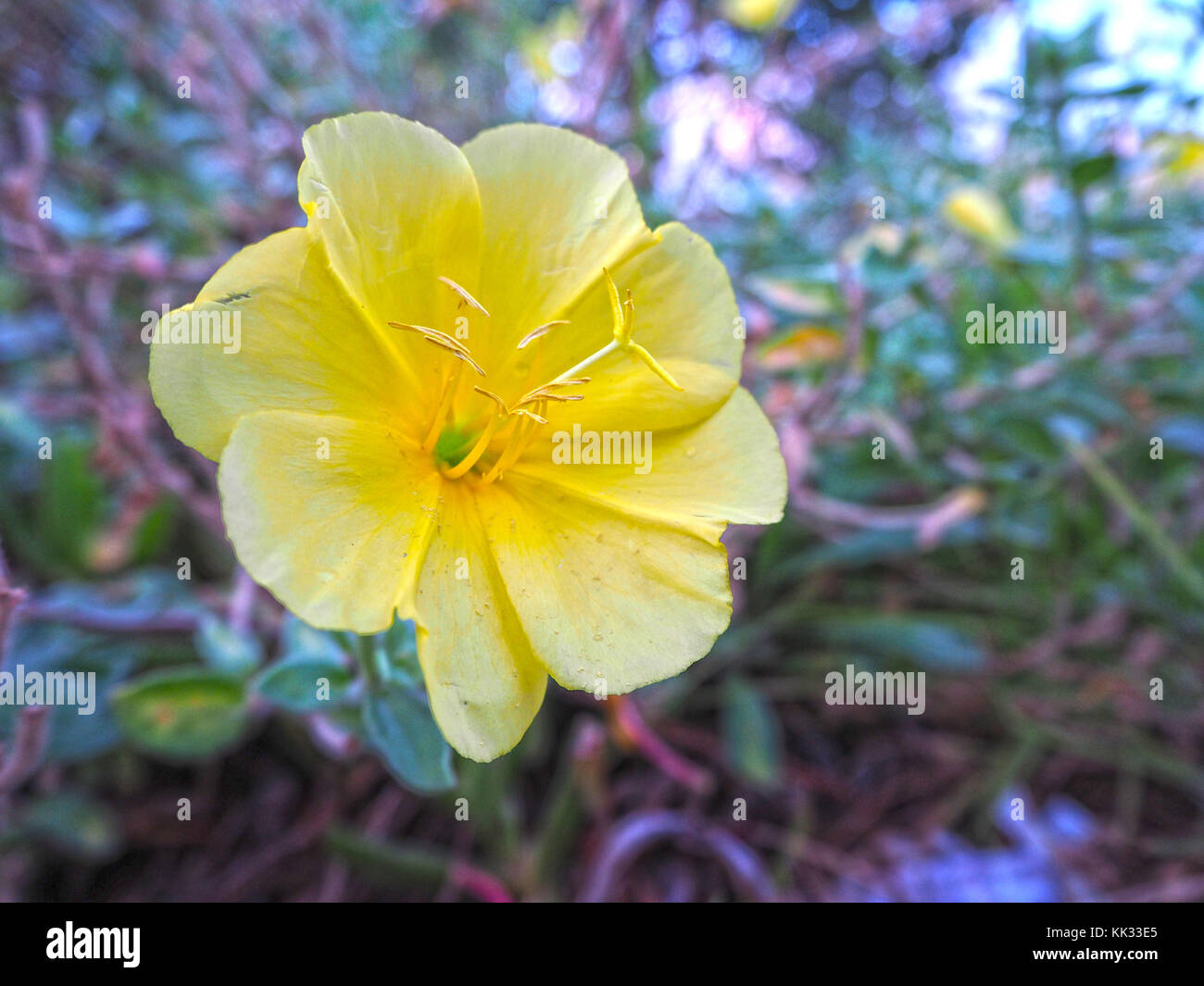 Per una sola notte fiori di candela Foto Stock