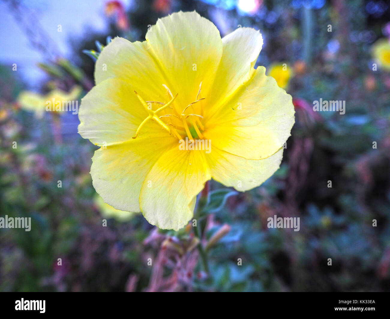 Per una sola notte fiori di candela Foto Stock