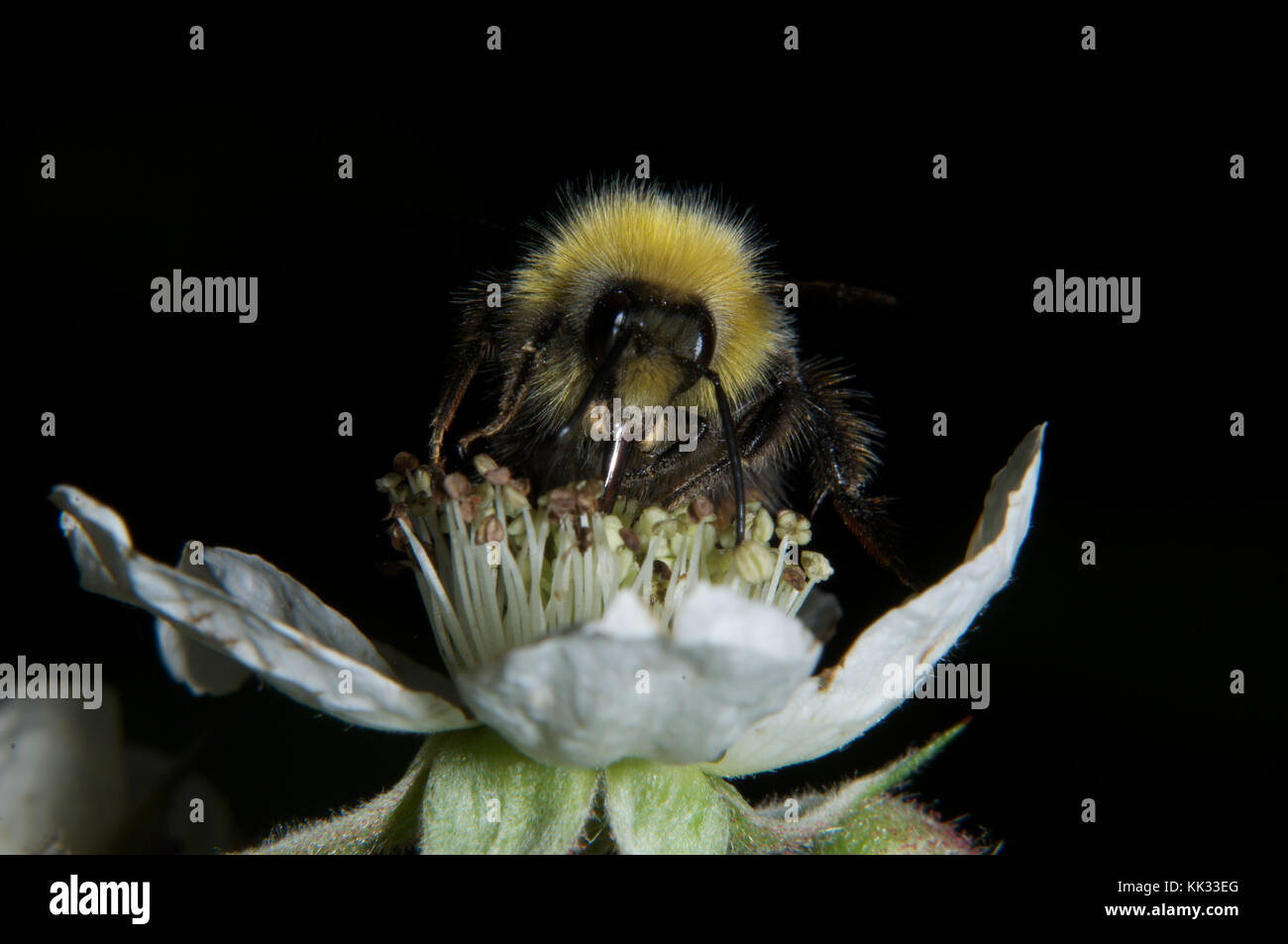 Bumble Bee che si nutre di un fiore di Bramble, Queens Wood, Highgate, Londra Regno Unito Foto Stock