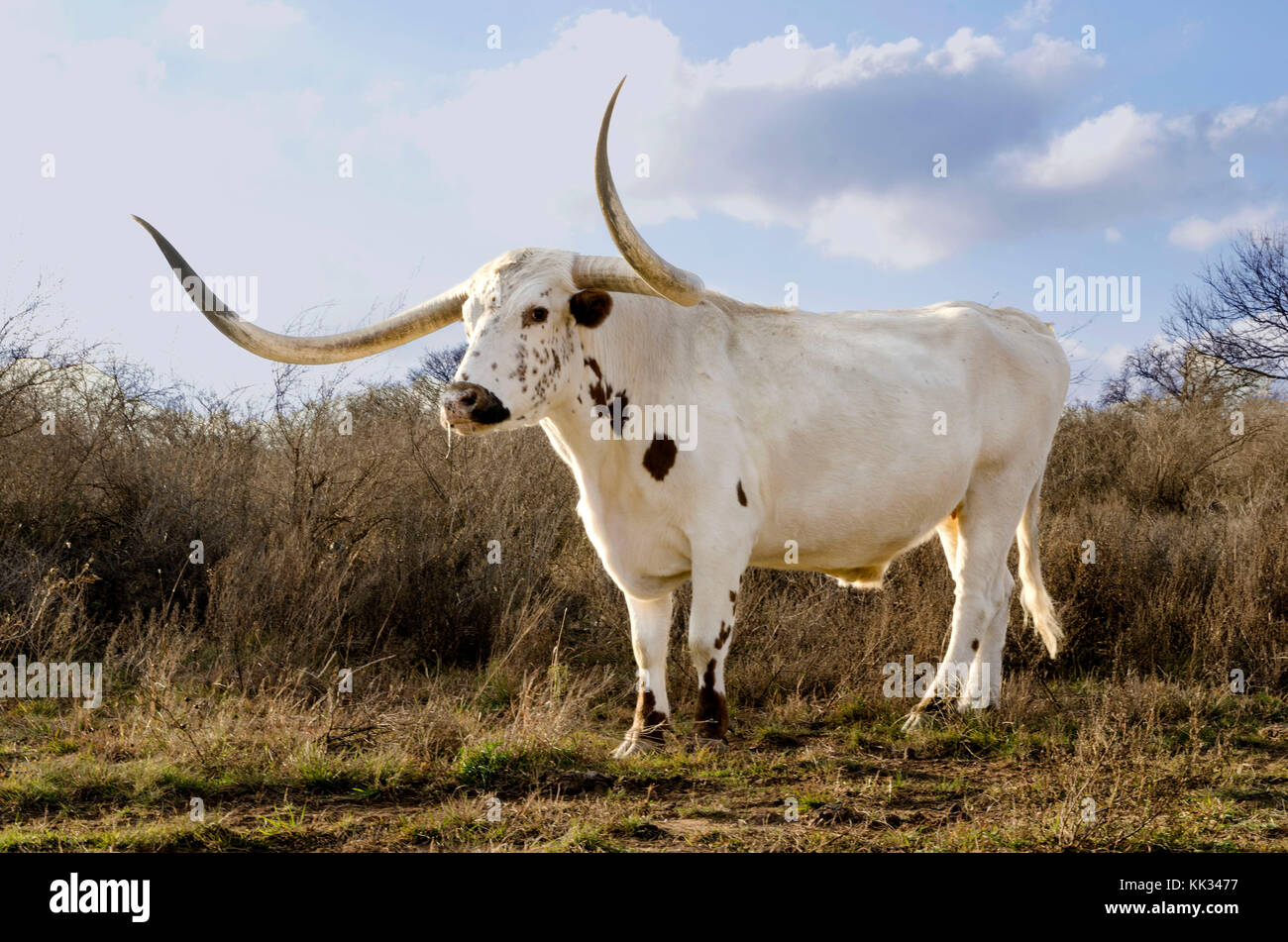 Un Texas Long Horn bull roam il Texas Open range Foto Stock