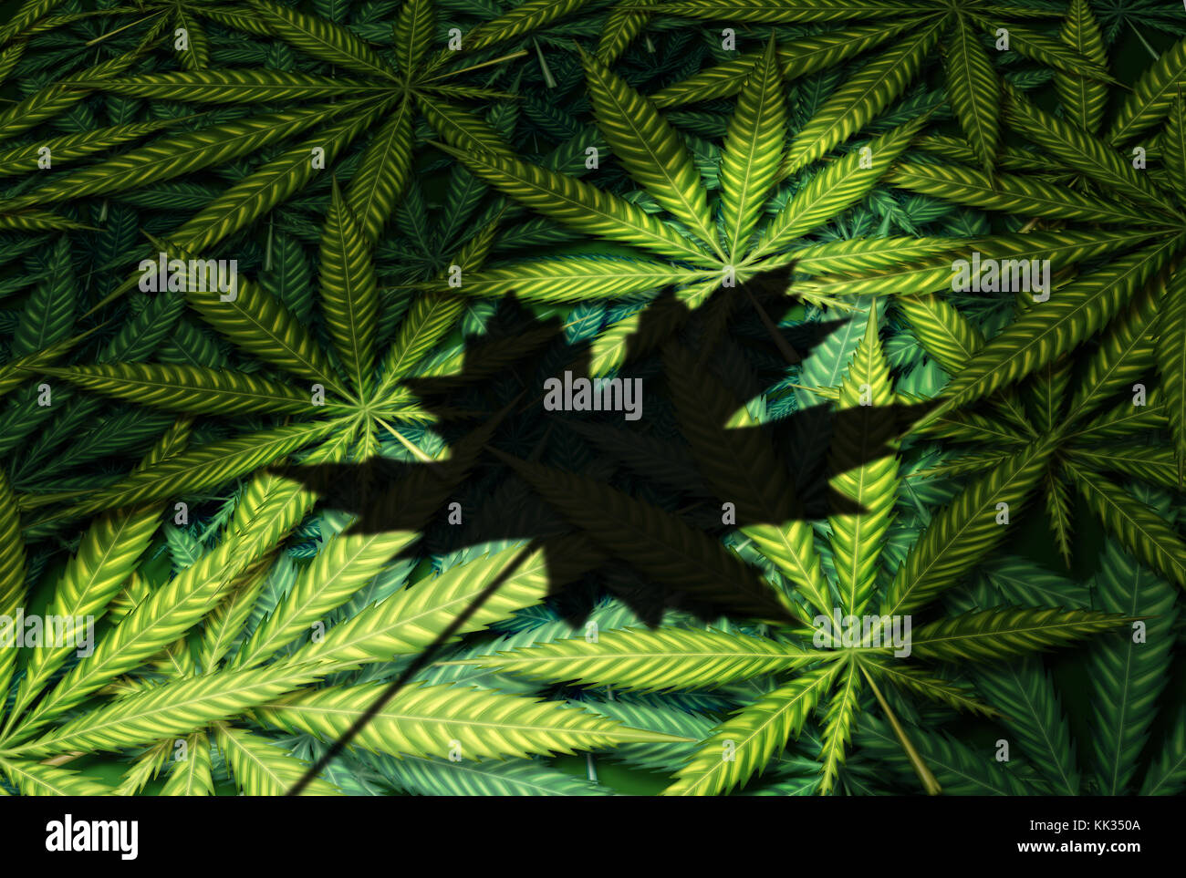 La cannabis in Canada la legge canadese e legalizzazione della marijuana regolamenti come un gruppo di foglie con un ombra di una foglia di acero come un ricreative. Foto Stock