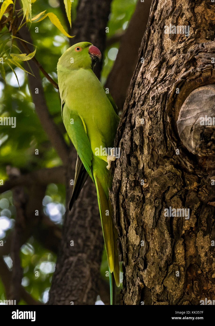 Un PAPPAGALLO indiano RINGNECK si stoppia in un albero al COMPLESSO QUTB - NUOVA DELHI, INDIA Foto Stock
