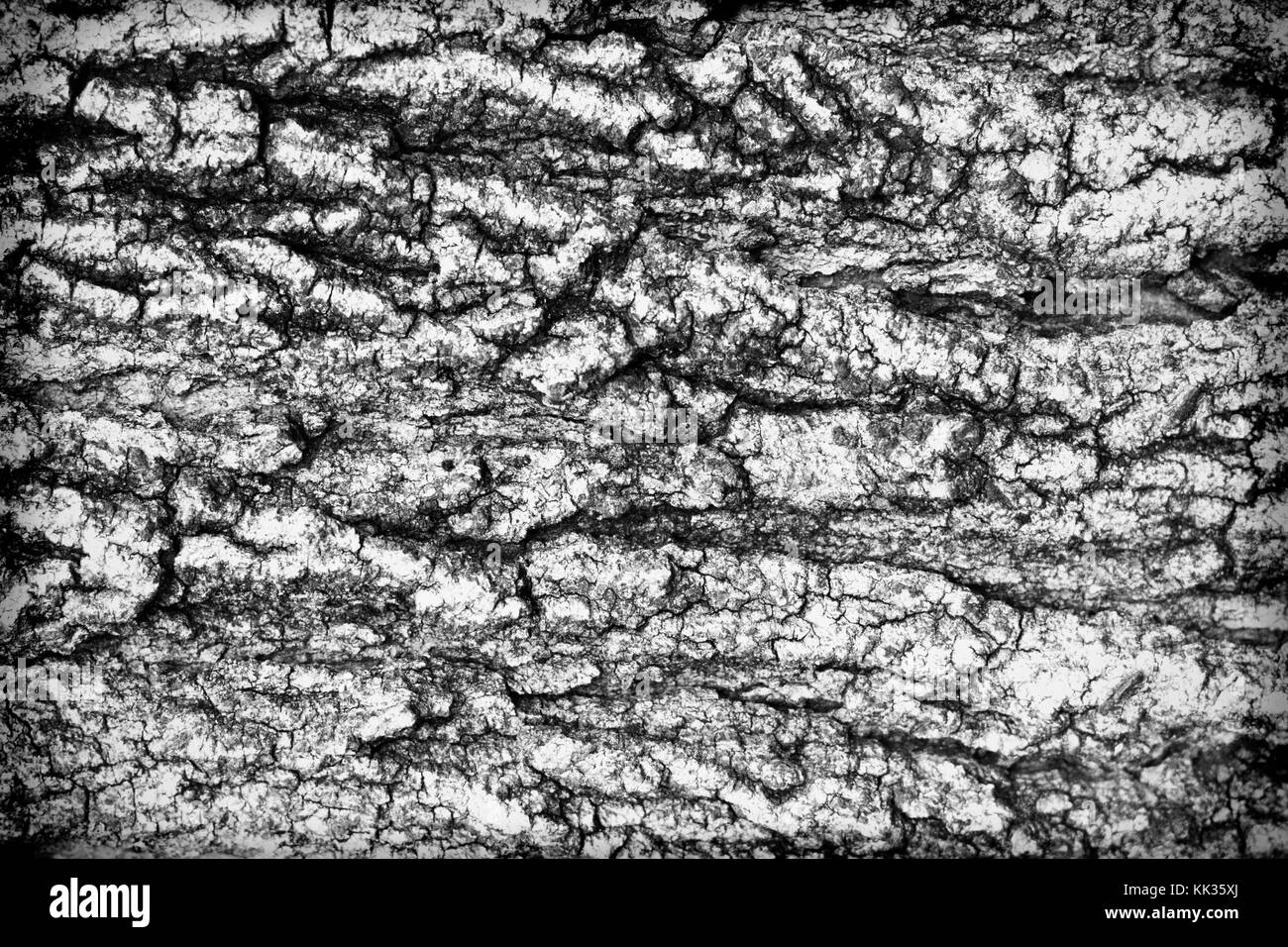 Estratto di corteccia di albero di legno sfondo texture in bianco e nero Foto Stock