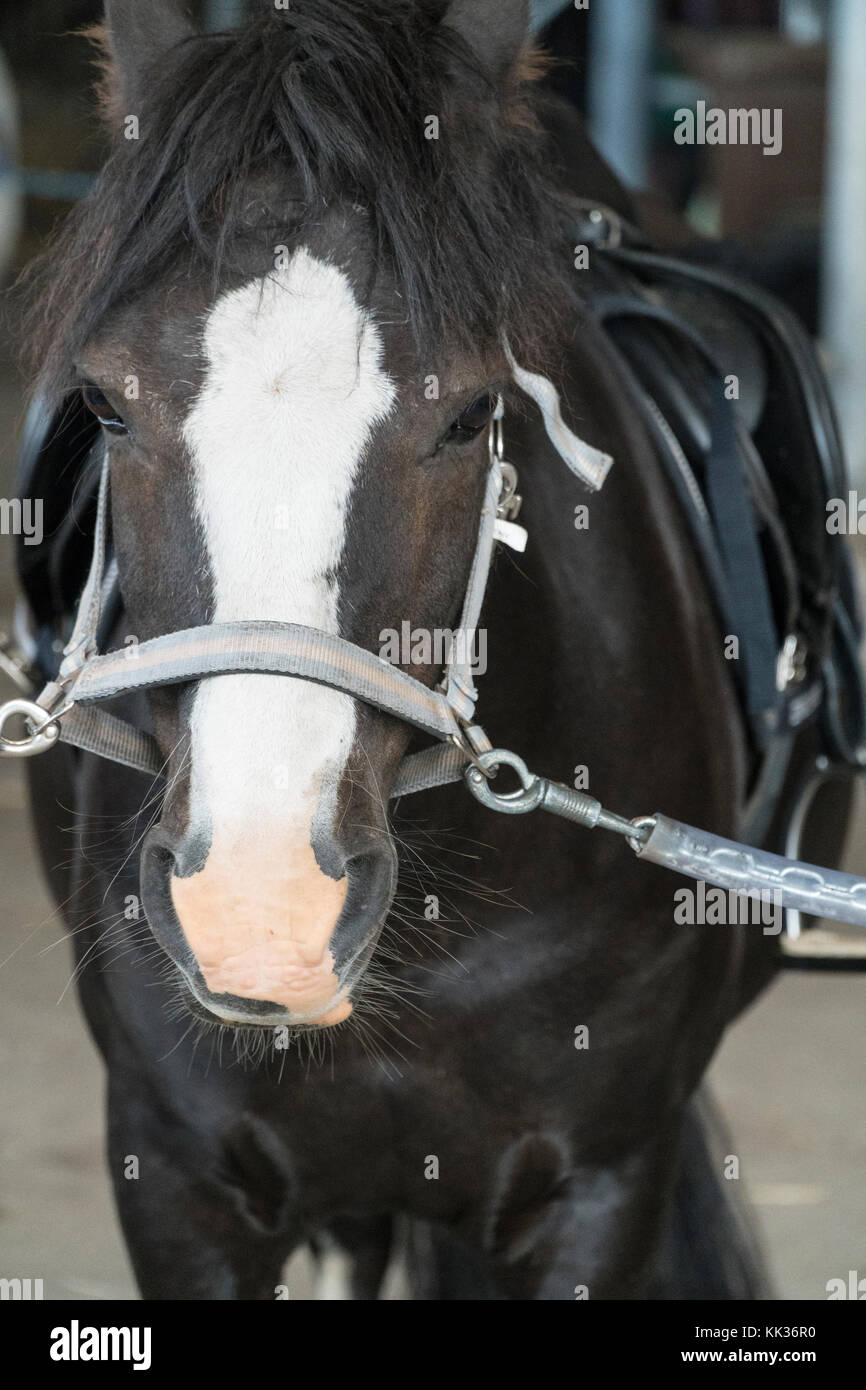 Legato cavallo è attesa per la formazione di equitazione Foto Stock