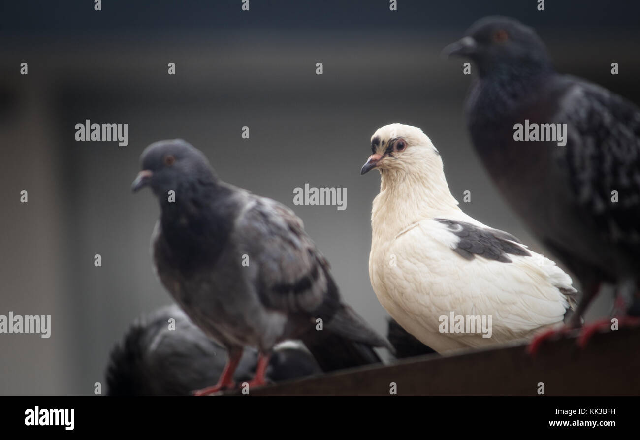 Un bianco di piccioni domestici si distingue dalle comuni, roccia blu colombe. Foto Stock