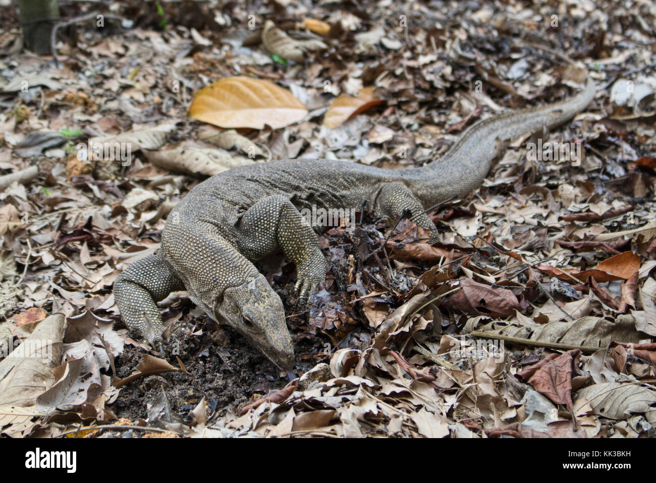 L'elemento di monitoraggio presenza acqua lizard a caccia di cibo. Foto Stock