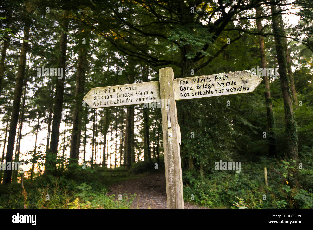 La strada meno percorsa. La foto è basato su robert frost poesia "la strada non prese". In che modo sarà la nostra vita andare? Siamo chiamati a decidere. Foto Stock