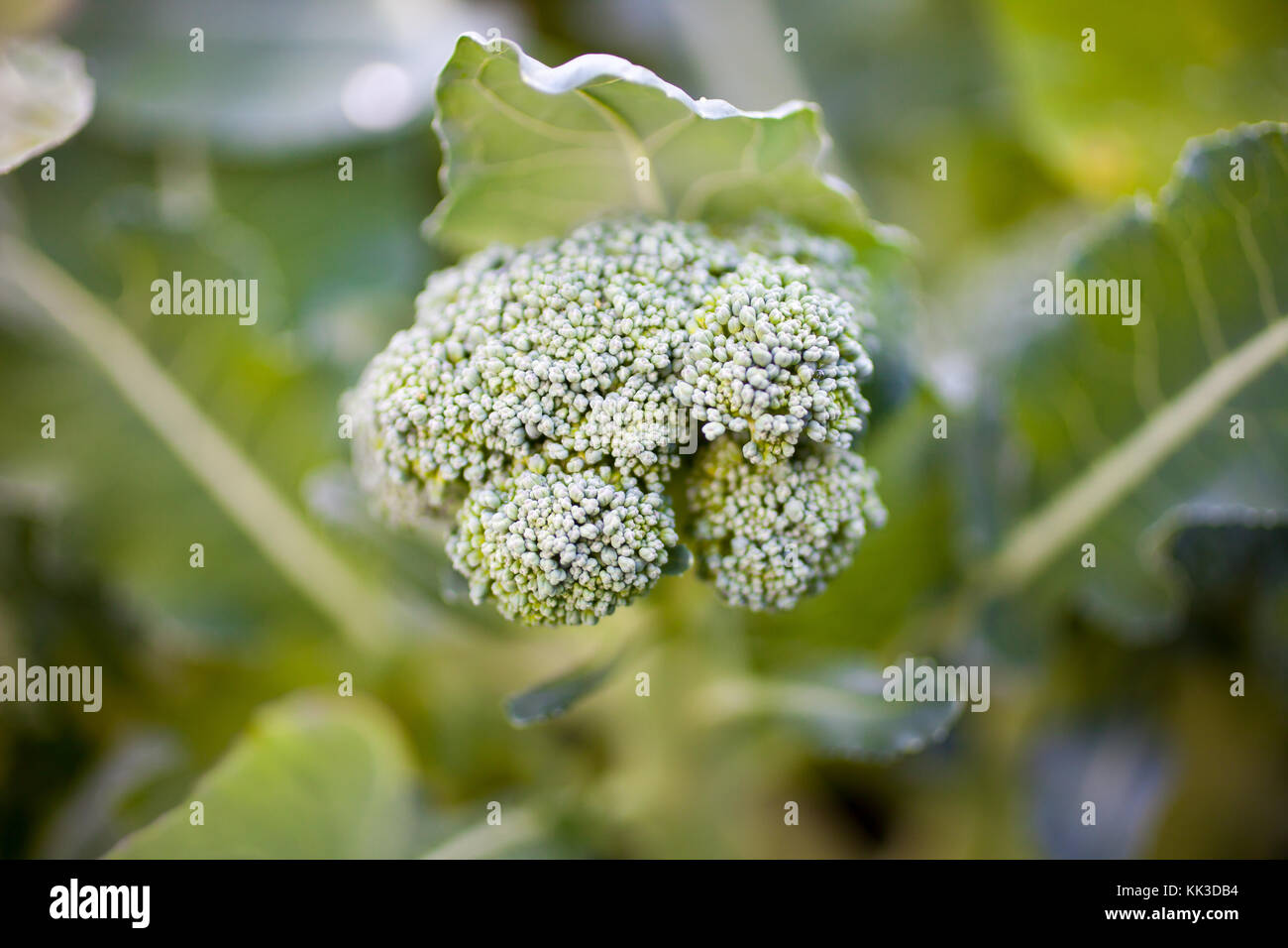 Broccoli crescente nel giardino di casa Foto Stock