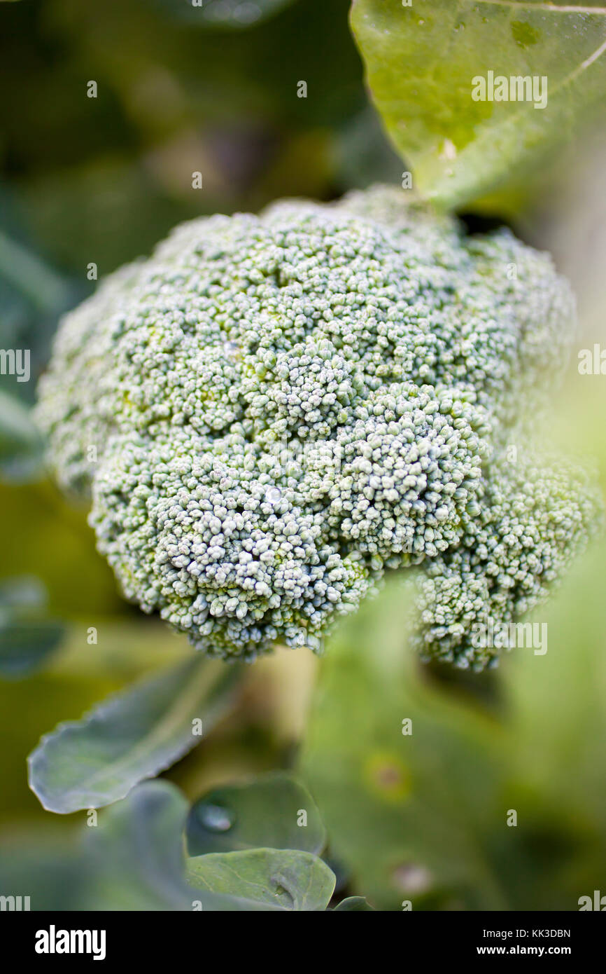 Broccoli crescente nel giardino di casa Foto Stock