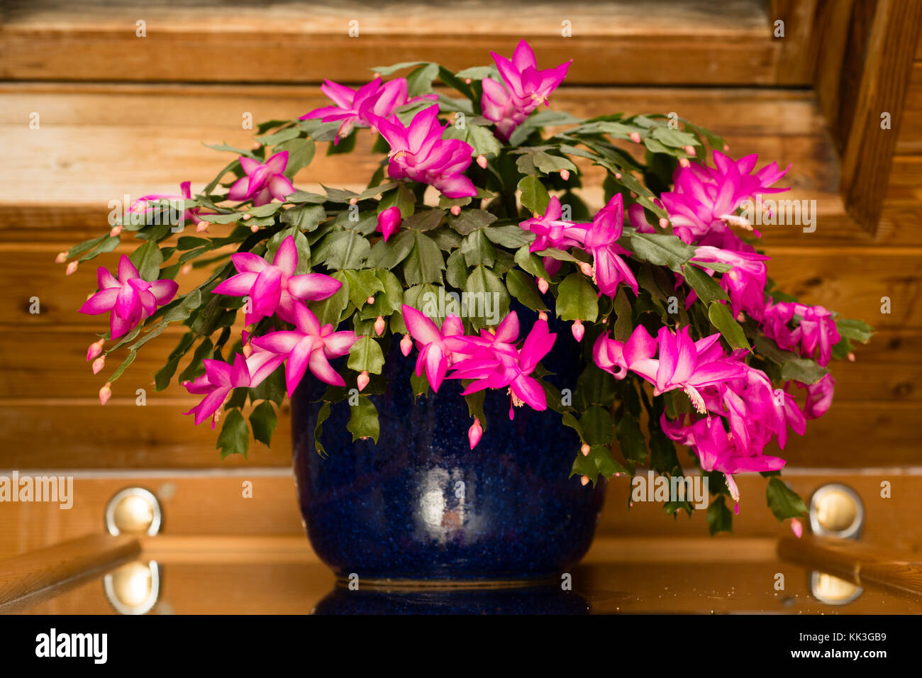 Schlumbergera rosso immagini e fotografie stock ad alta risoluzione - Alamy