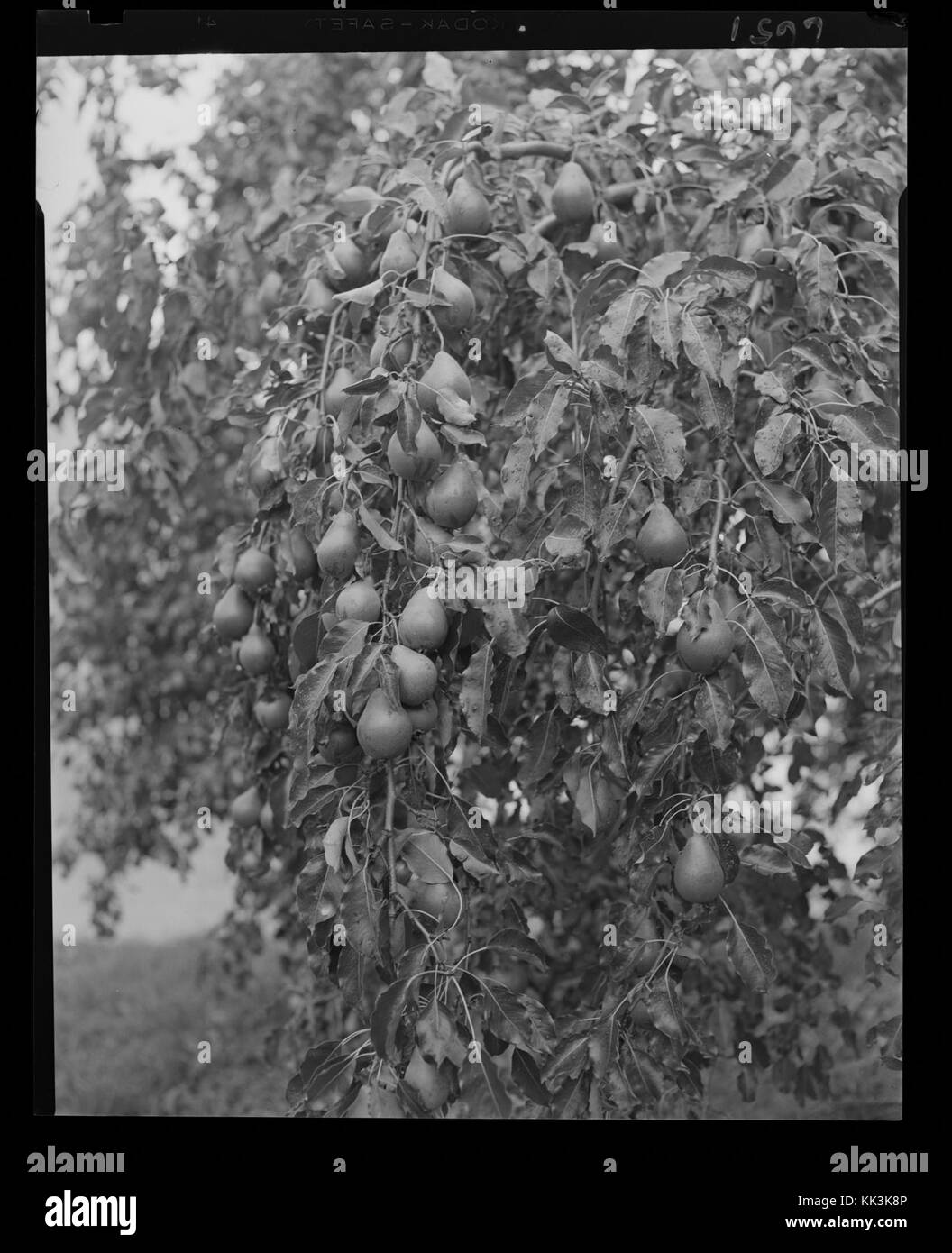 Questo titolo fa riferimento a una fotografia digitale di un albero da frutto scattata nel maggio 2016. La foto fa parte di una collezione ospitata dalla Biblioteca Nazionale di Norvegia e mostra l'aspetto agricolo della natura norvegese. Foto Stock