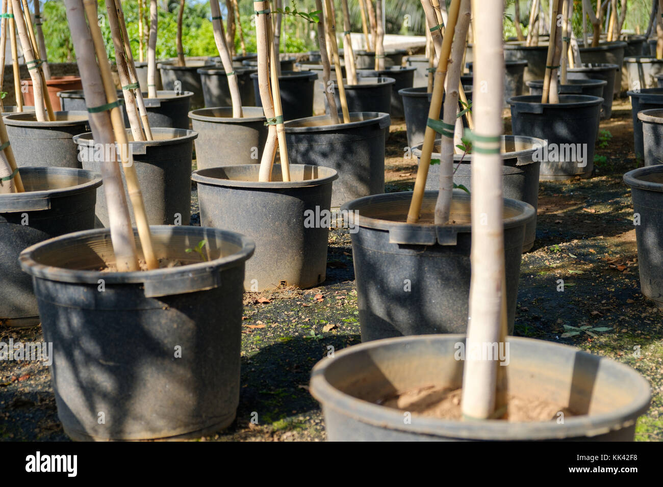 Vivaio garden - molti alberi per la piantagione di alberi Foto Stock