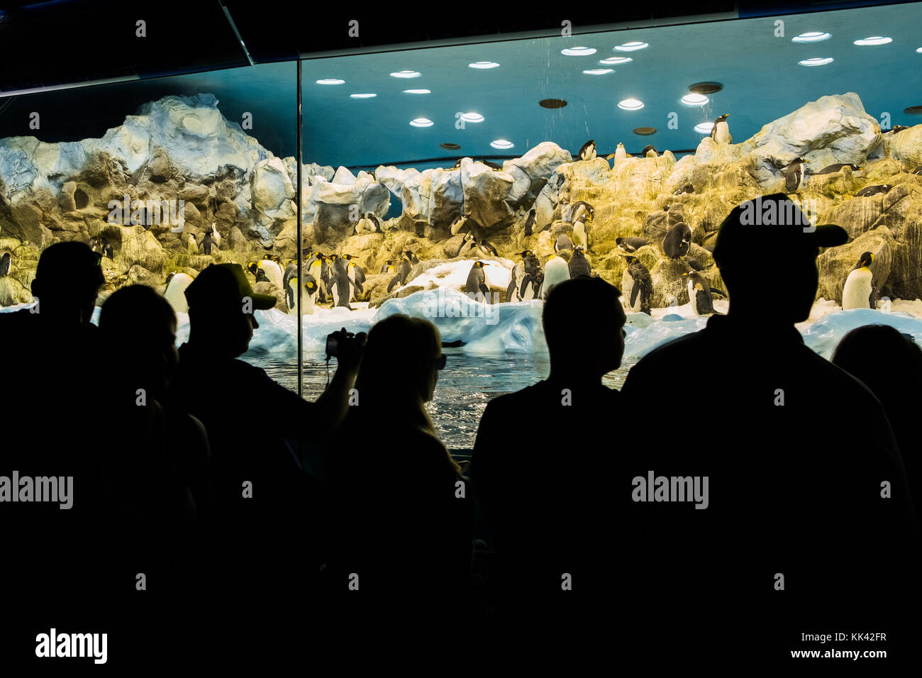 Persone in zoo guarda re pinguini in aquarium - Foto Stock