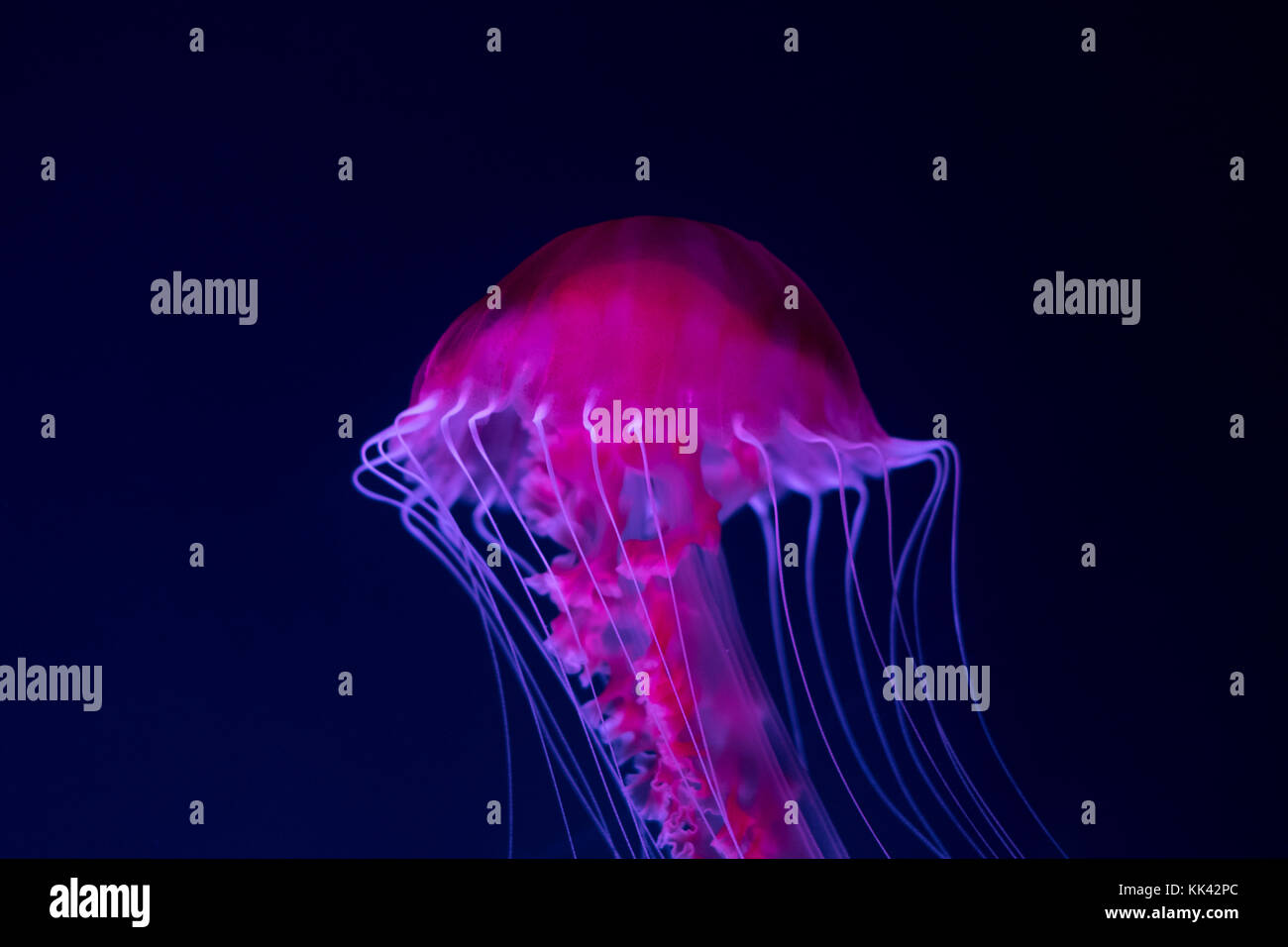 Meduse rosa su sfondo blu closeup - Foto Stock