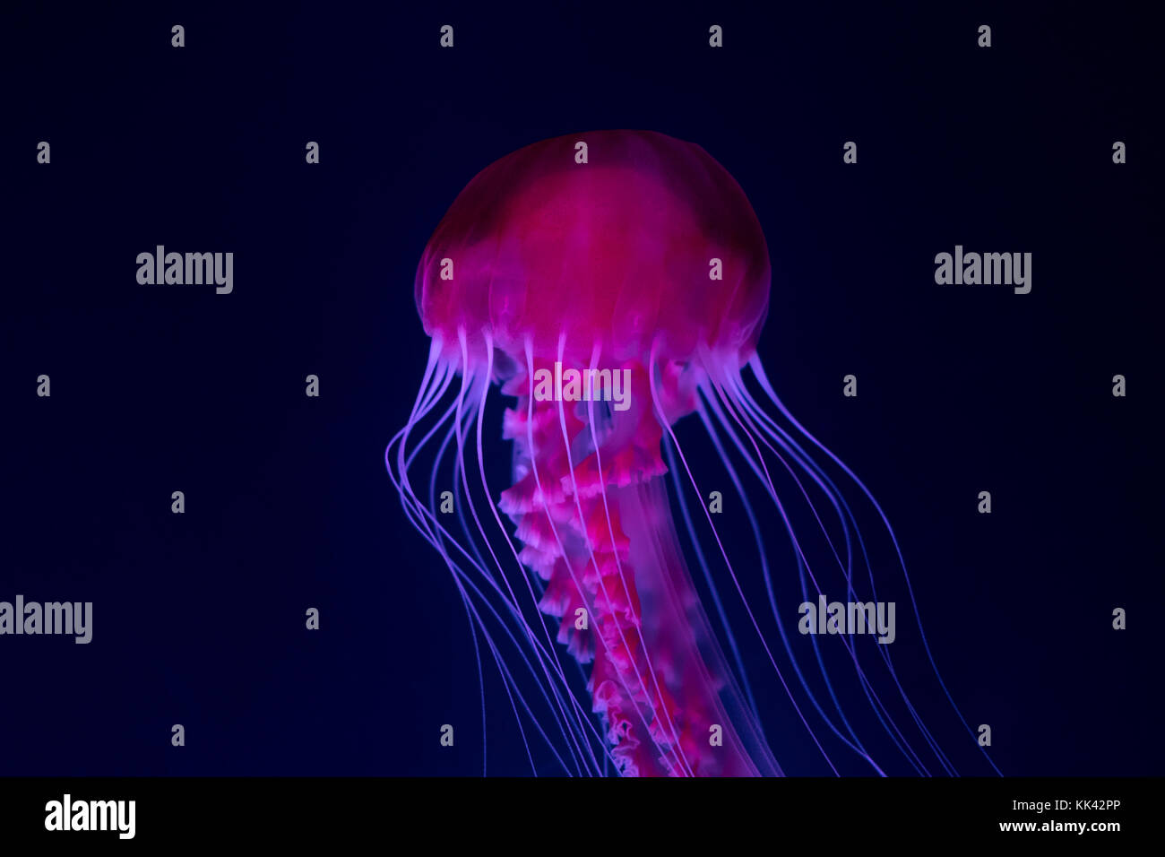 Meduse in acquario - rosa medusa Foto Stock