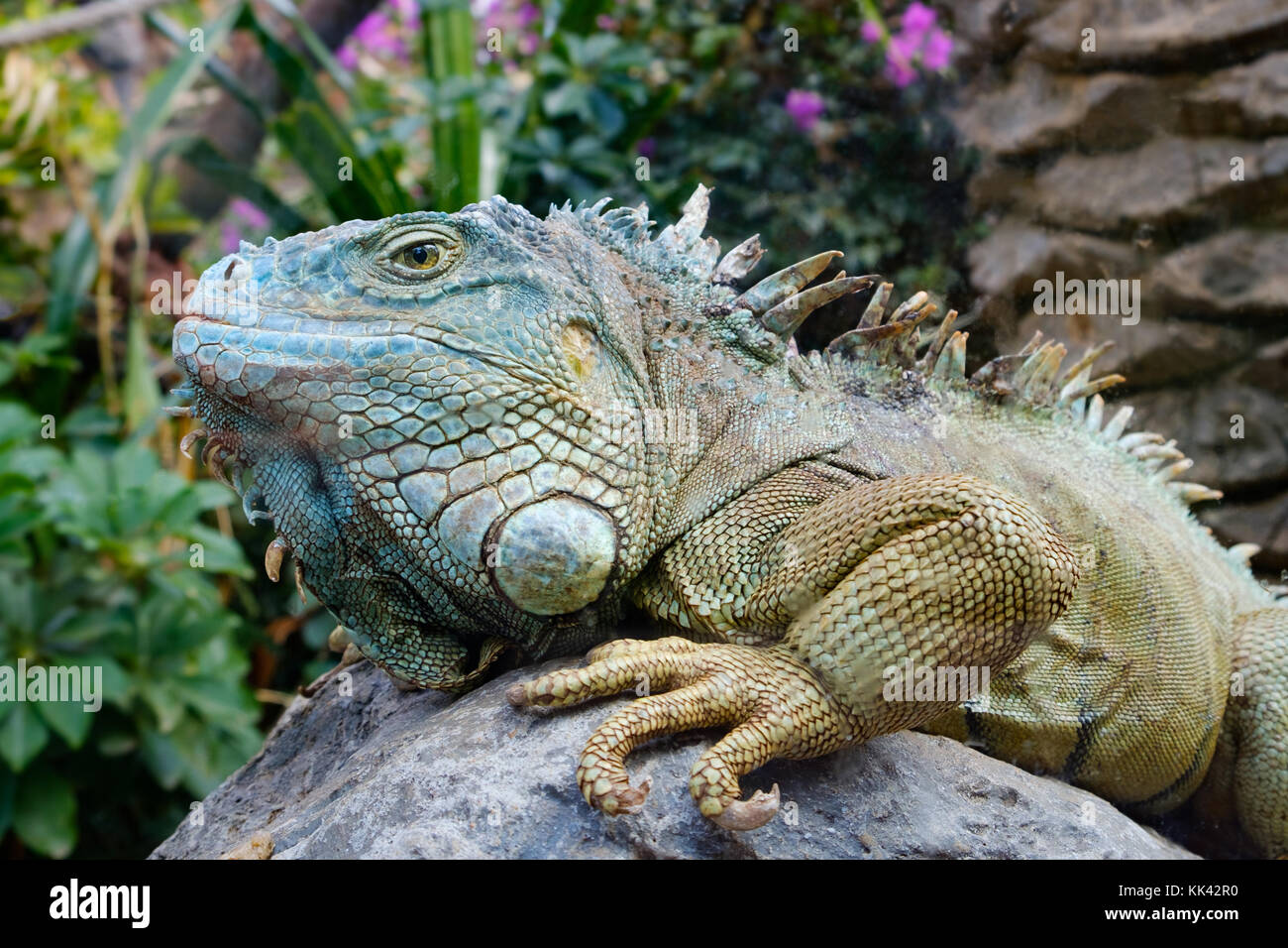 Verde / Iguana iguana americana - lizard ritratto Foto Stock