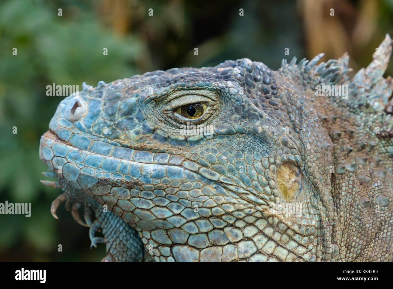 Rettile closeup - verde / Iguana iguana americana - verde intitolato lizard Foto Stock