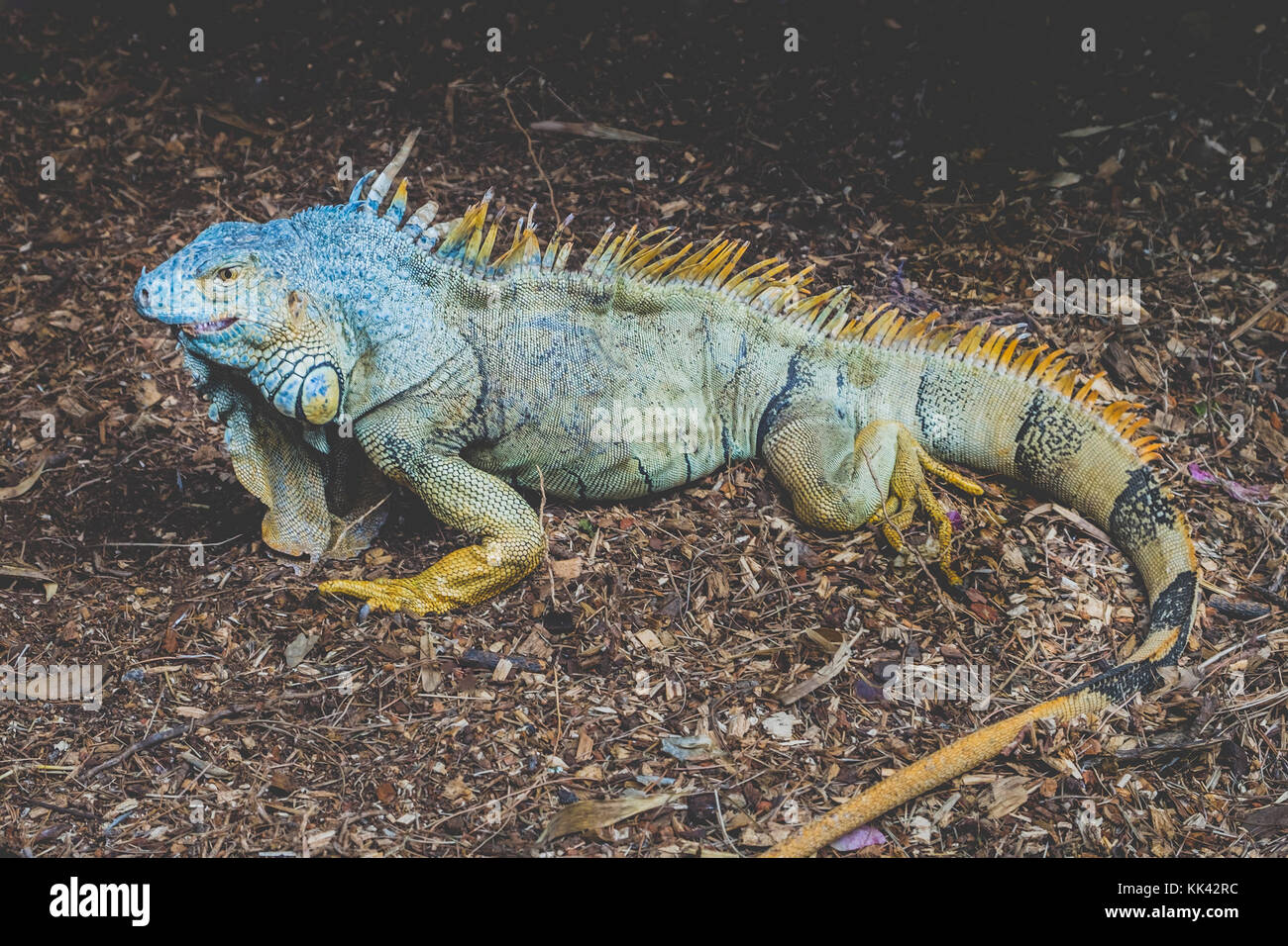 Verde / Iguana iguana americana - verde intitolato lizard Foto Stock