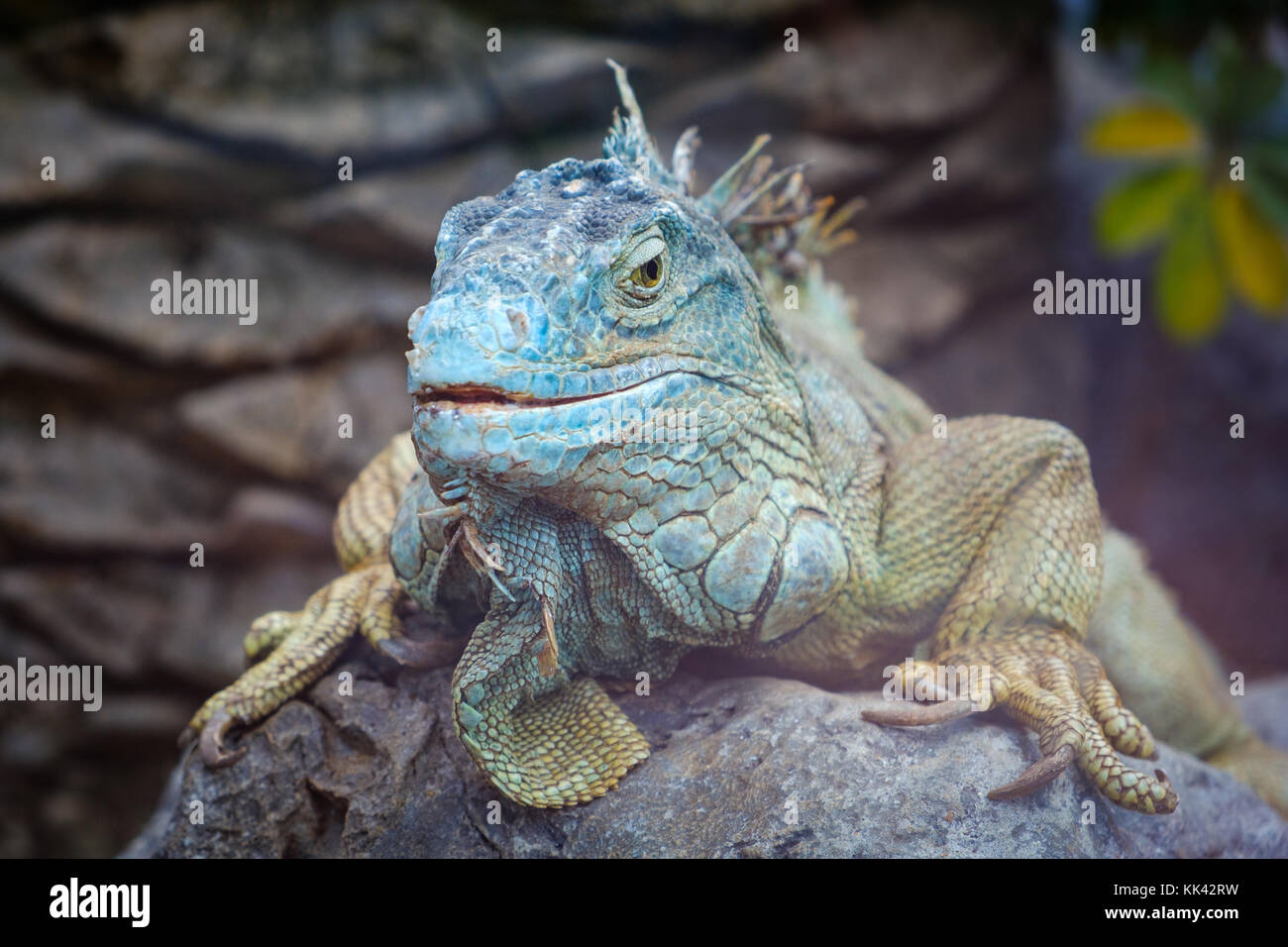 Big lizard closeup - verde / Iguana iguana americana - Foto Stock