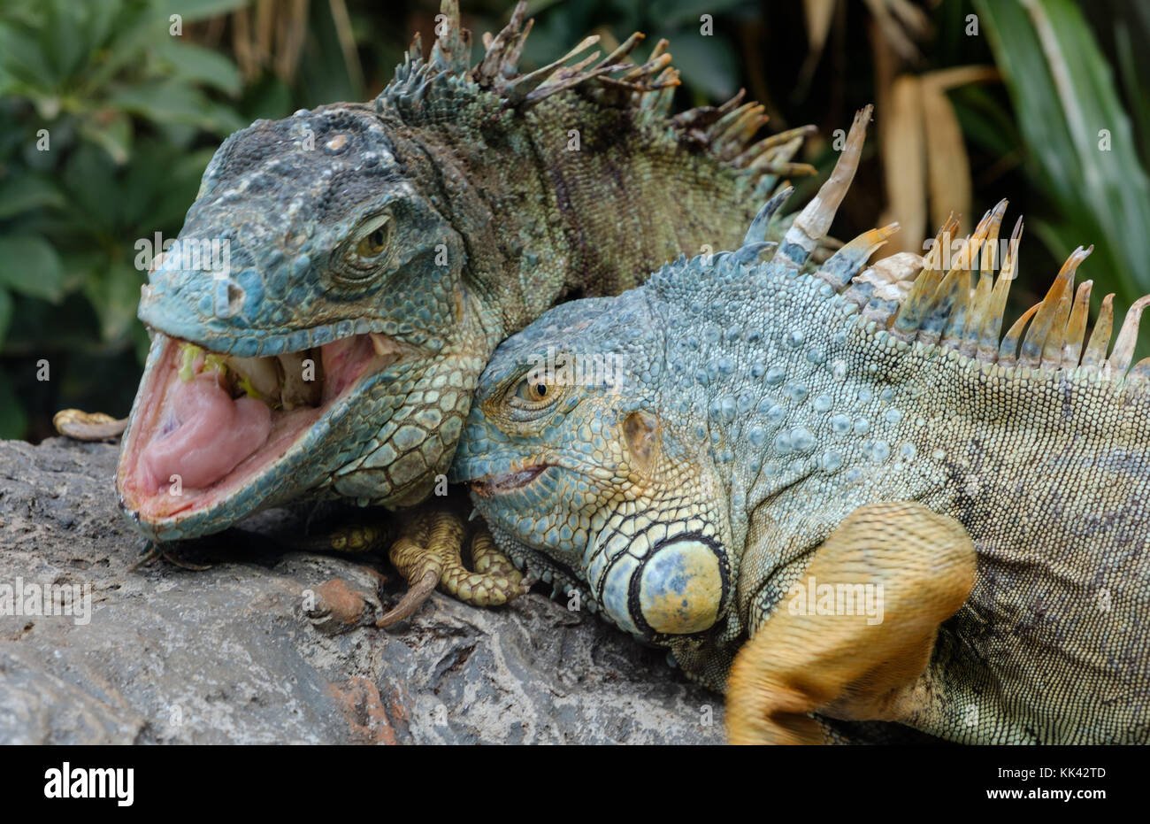 Due lotta animale , verde / Iguana iguana americana Foto Stock